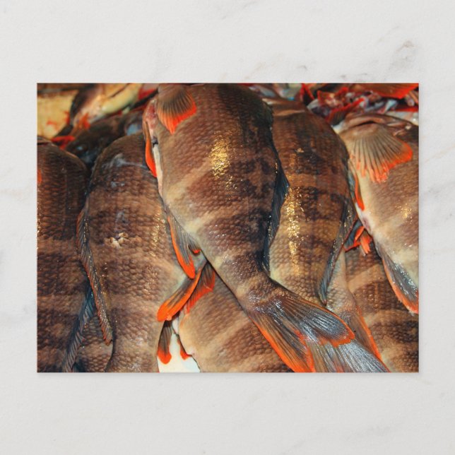 Cartão Postal Peixes frescos (Frente)