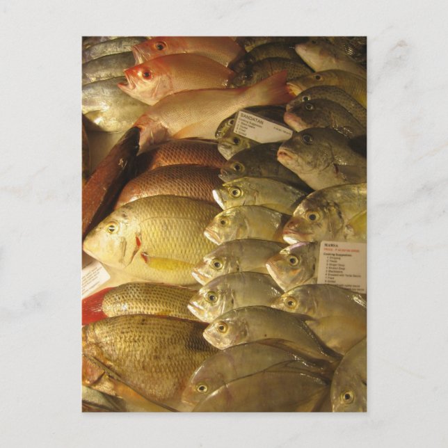 Cartão Postal Peixes frescos (Frente)