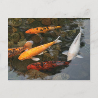 Cartão Postal Peixes Koi Em Fotografia Pond