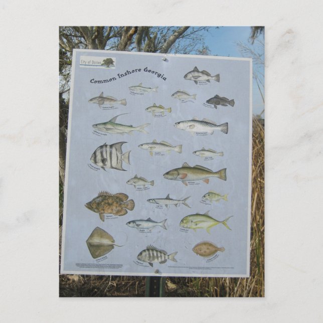 Cartão Postal peixes litorais costeiros comuns de Geórgia (Frente)