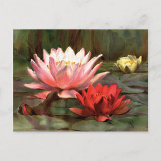 Cartão Postal Peixes nas almofadas de lírios - Cartão-postal