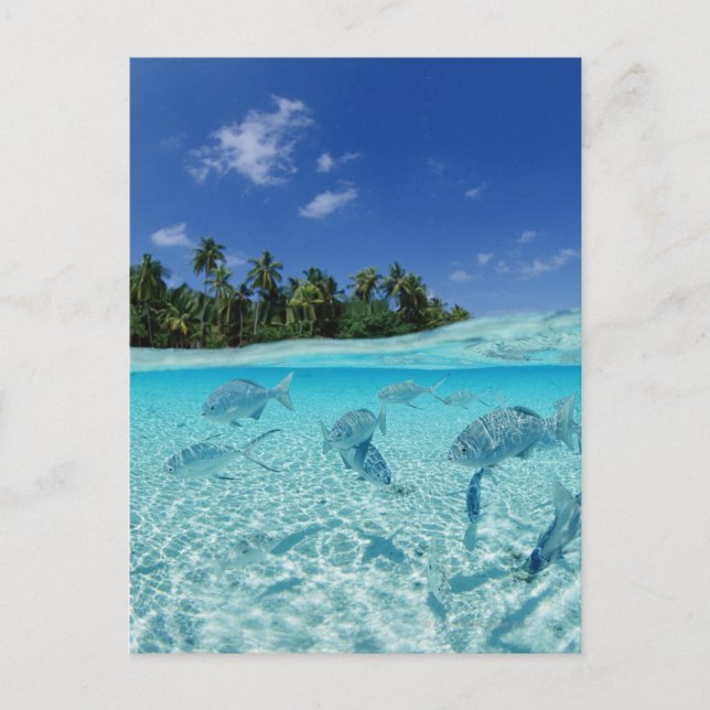 Cartão Postal Peixes no mar (Frente)