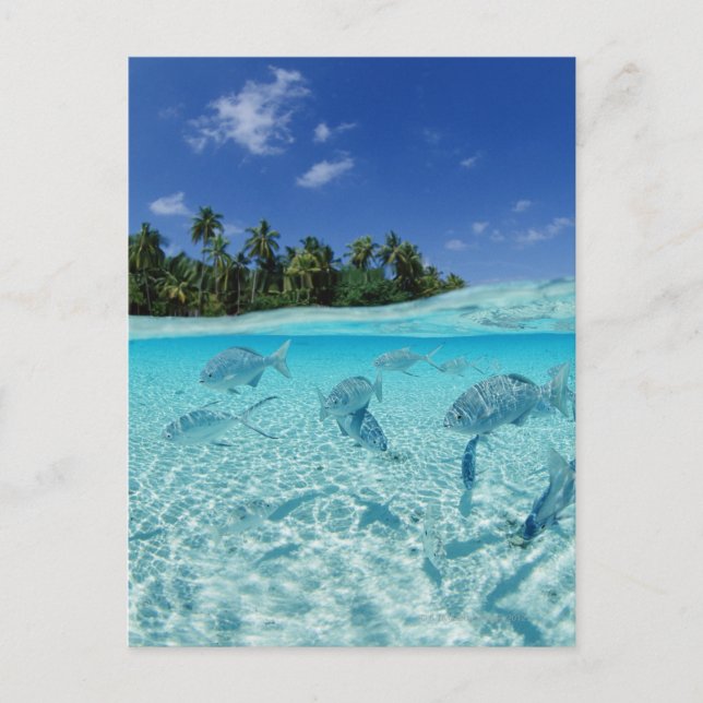 Cartão Postal Peixes no mar (Frente)