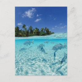 Cartão Postal Peixes no mar