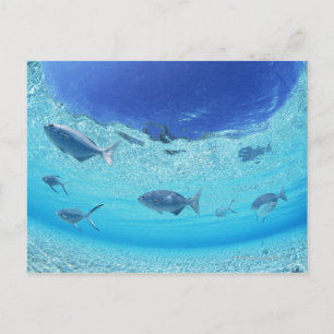 Cartão Postal Peixes no mar 4