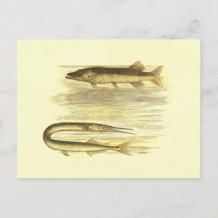 Cartão Postal Peixes Pike e Pike Pike Lithógrafo