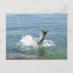 Cartão Postal Peixes saltando no mar