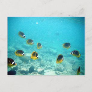 Cartão Postal Peixes Tropicais no Havaí