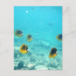 Cartão Postal Peixes Tropicais no Havaí
