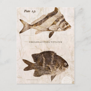 Cartão Postal Peixes Vintage Antiguamente Marinhos Retro Sealife