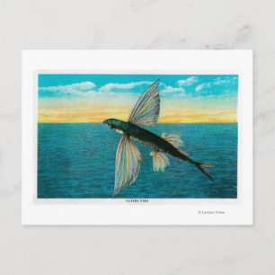 Cartão Postal Peixes Voadores na Ilha Catalina