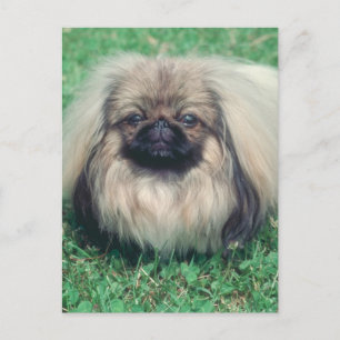Cartão Postal Pekingese