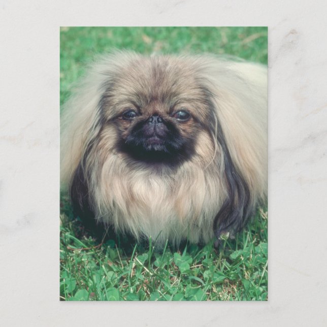 Cartão Postal Pekingese (Frente)