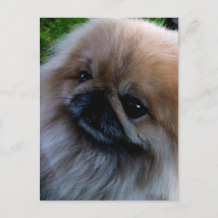 Cartão Postal Pekingese