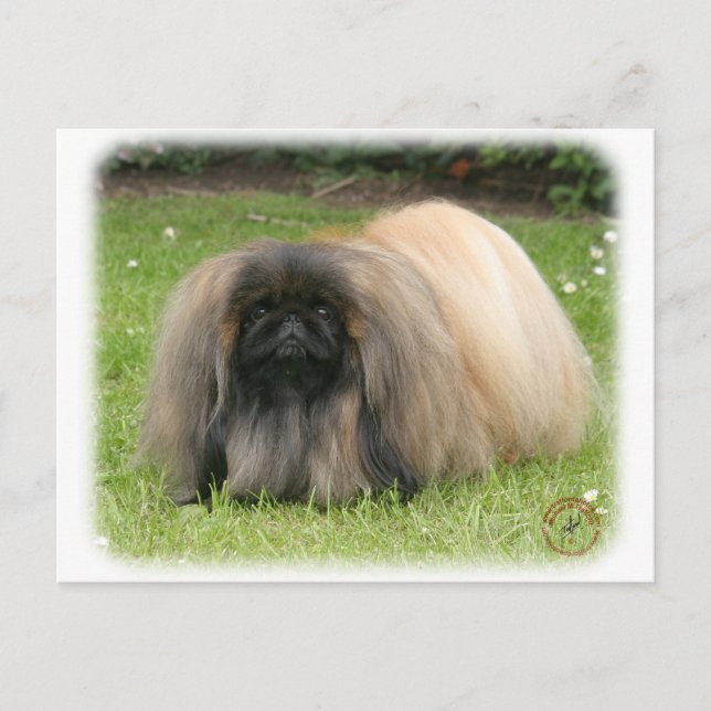 Cartão Postal Pekingese 9Y218D-016 (Frente)