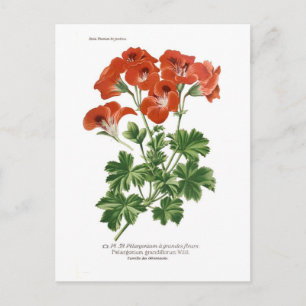 Cartão Postal Pelargonium grandiflorum