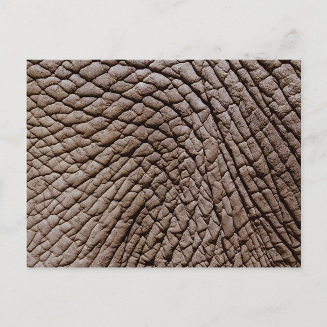 Cartão Postal Pele africana de elefantes (Loxodonta africana) (Frente)