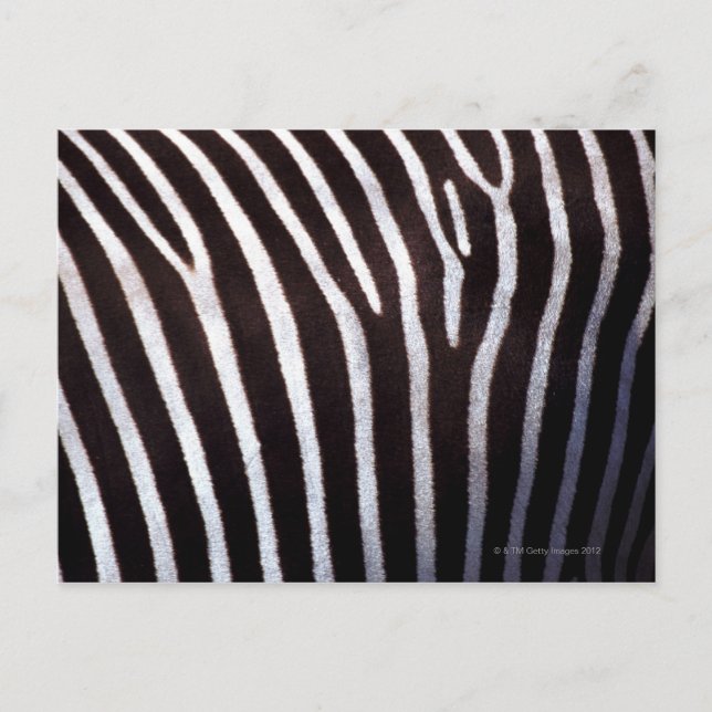 Cartão Postal pele de zebra (Frente)
