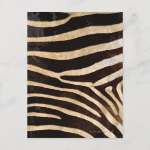 Cartão Postal Pele de Zebra 2
