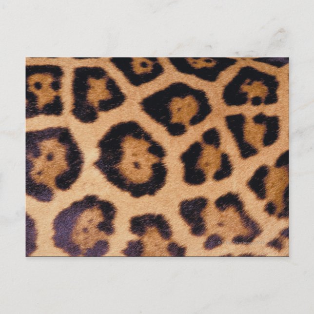 Cartão Postal Pele-leopardo (Frente)