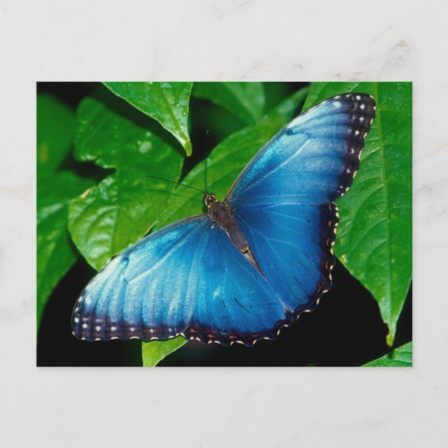 Cartão Postal Peleides Blue Morpho (Morpho peleides) (Frente)