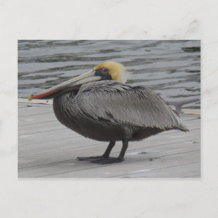 Cartão Postal Pelican