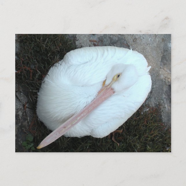 Cartão Postal Pelican (Frente)