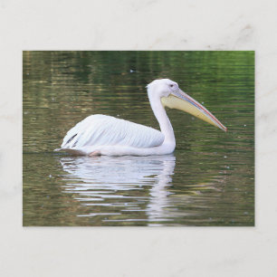 Cartão Postal Pelican