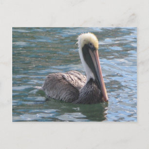 Cartão Postal Pelican