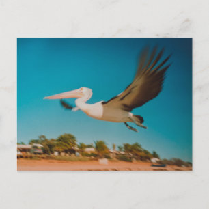 Cartão Postal Pelican