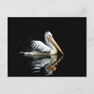 Cartão Postal Pelican