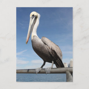 Cartão Postal Pelican