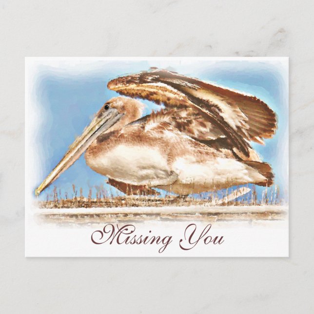 Cartão Postal Pelican Await_ (Frente)