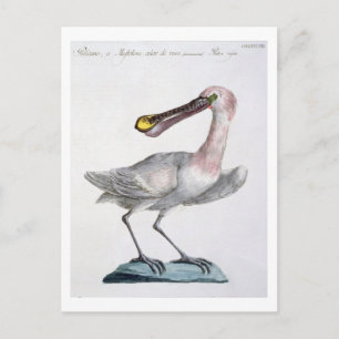 Cartão Postal Pelican, c.1767-76 (gravura manuscrita)
