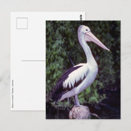 Cartão Postal Pelican em um galho, Tasmânia - Austrália