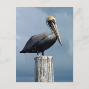 Cartão Postal Pelican em uma piling 1.