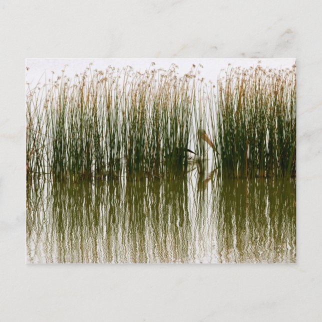 Cartão Postal Pelican Hideout (Frente)