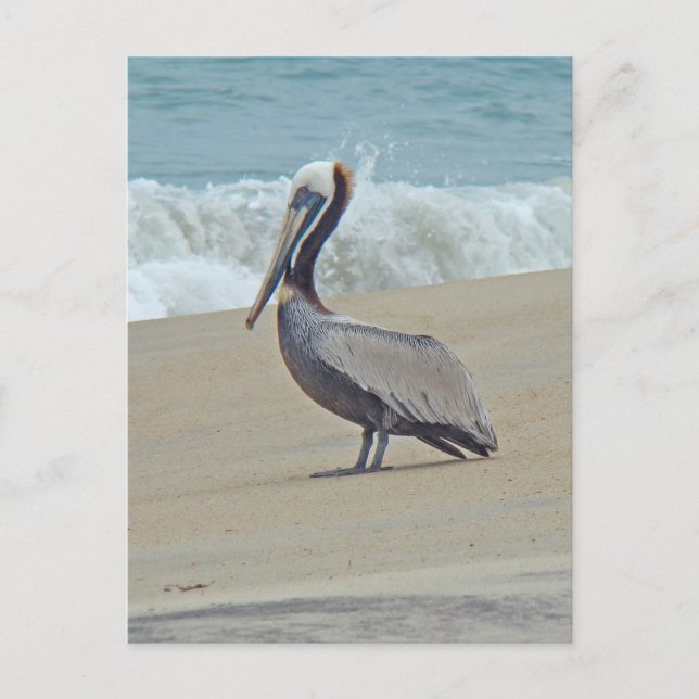 Cartão Postal Pelican on Outer Banks (Frente)