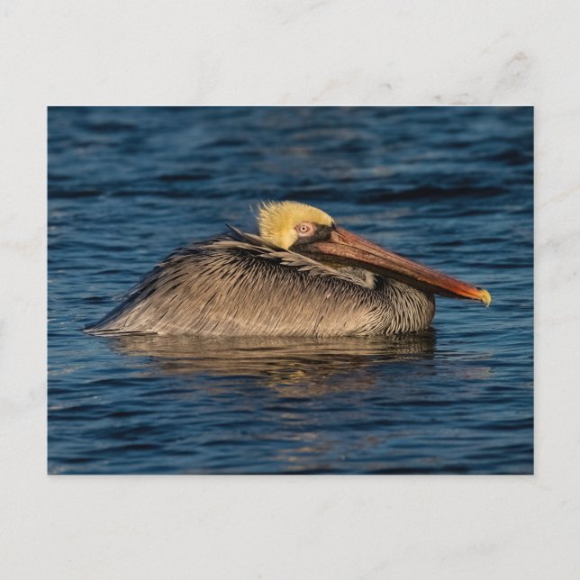 Cartão Postal Pelican Resting in Water (Frente)