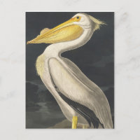 Pelicano Branco Americano do Birds da América