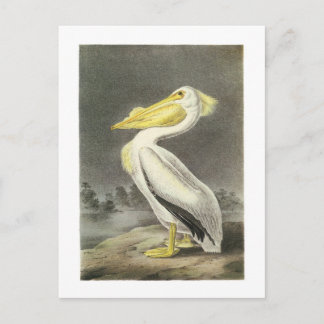 Cartão Postal Pelicano Branco Americano por Audubon