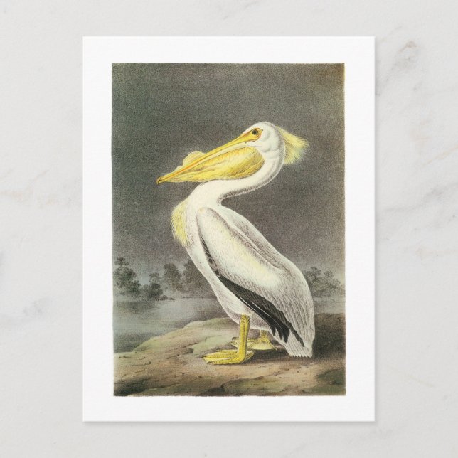 Cartão Postal Pelicano Branco Americano por Audubon (Frente)