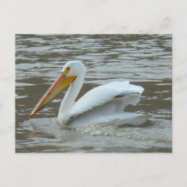 Cartão Postal Pelicano Branco B14 no Rio Lamacento