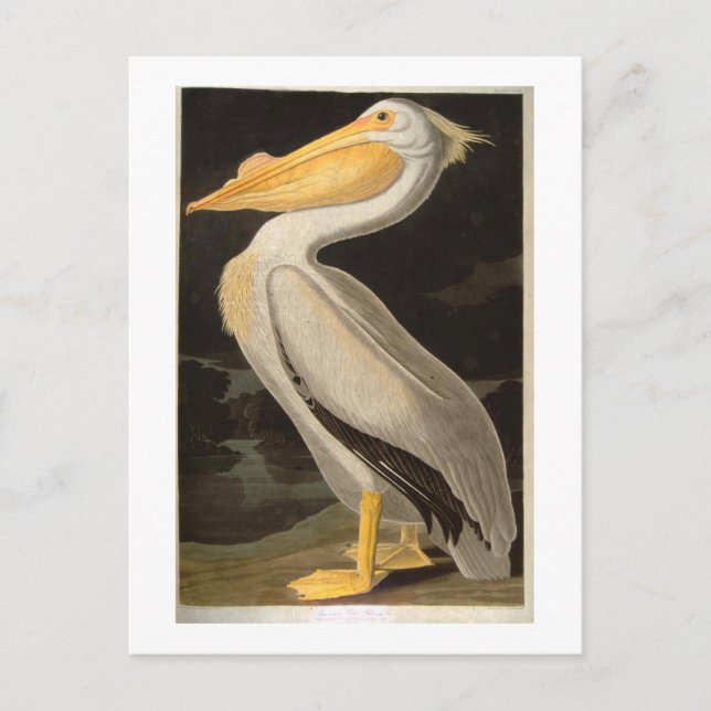 Cartão Postal Pelicano Branco, John James Audubon (Frente)