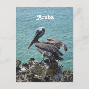 Cartão Postal Pelicano em Aruba