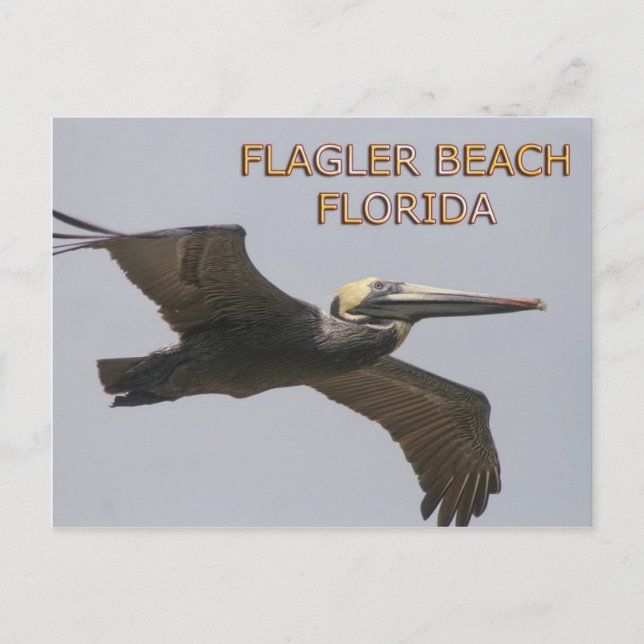 Cartão postal Pelicano Flagler Beach (Frente)