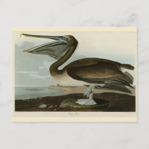 Cartão Postal Pelicano-marrom de Birds of America de Audubon