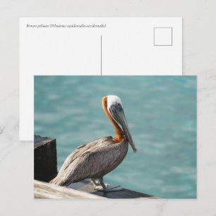 Cartão Postal Pelicano-marrom Martinica Vida Selvagem do Caribe