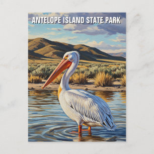 Cartão Postal Pelicano no Parque Estadual da Ilha Antelope Utah