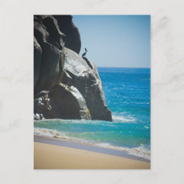 Cartão Postal Pelicano Pensivo